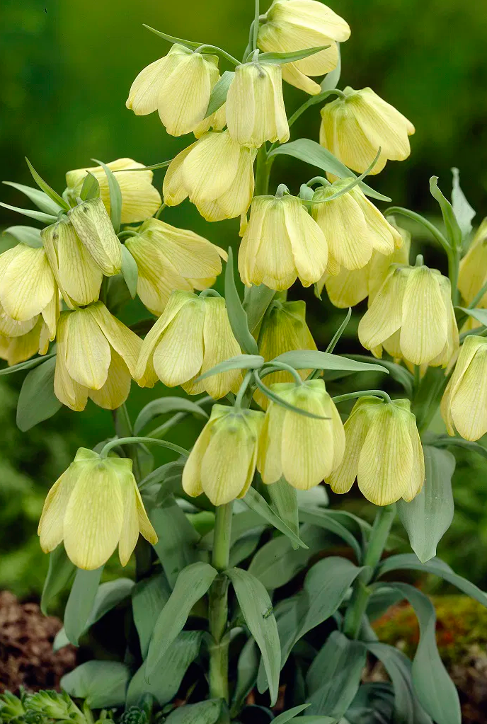 Fritillaria pallidiflora 5 Bulbs