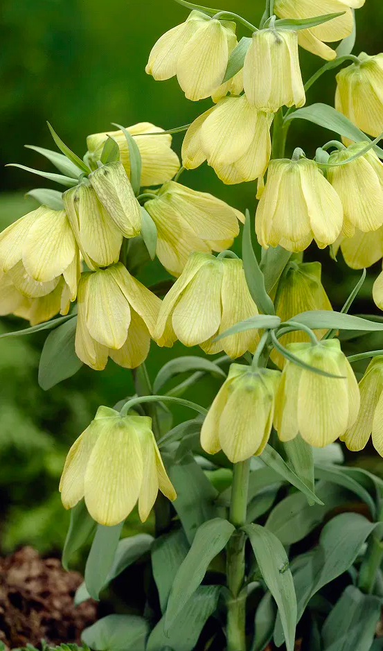 Fritillaria pallidiflora 5 Bulbs