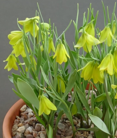 Fritillaria carica 5 Bulbs