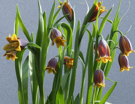 Fritillaria pinardii 5 Bulbs