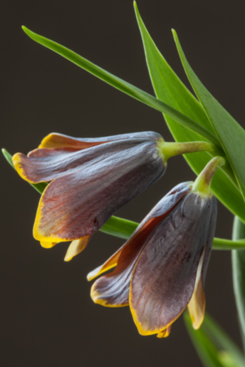 Fritillaria pinardii 5 Bulbs