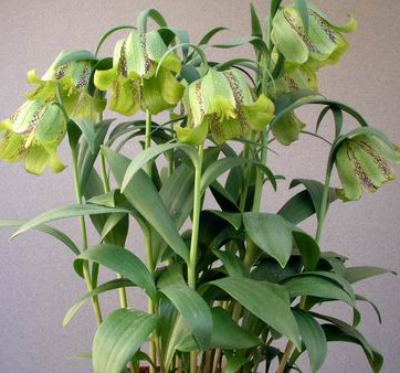 Fritillaria 'Craigton Max' 5 Bulbs