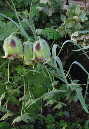 Fritillaria acmopetala 5 Bulbs