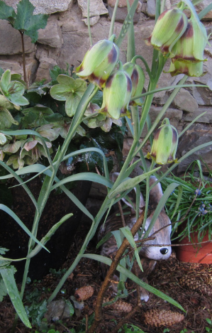 Fritillaria acmopetala 5 Bulbs