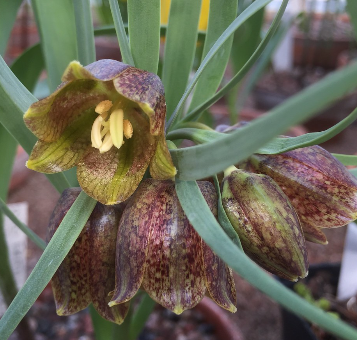 Fritillaria crassifolia 5 Bulbs