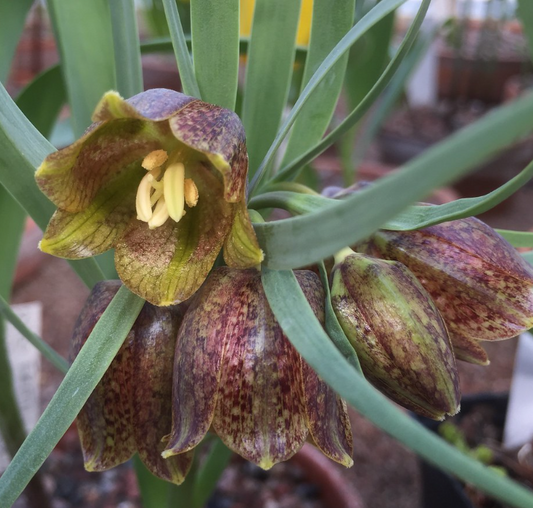 Fritillaria crassifolia 5 Bulbs