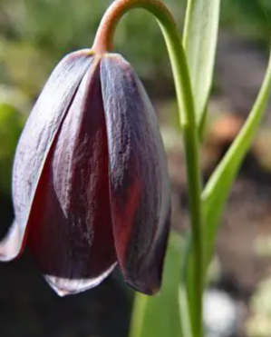 Fritillaria caucasica 5 Bulbs