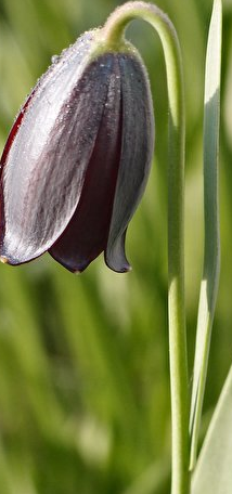 Fritillaria caucasica 5 Bulbs