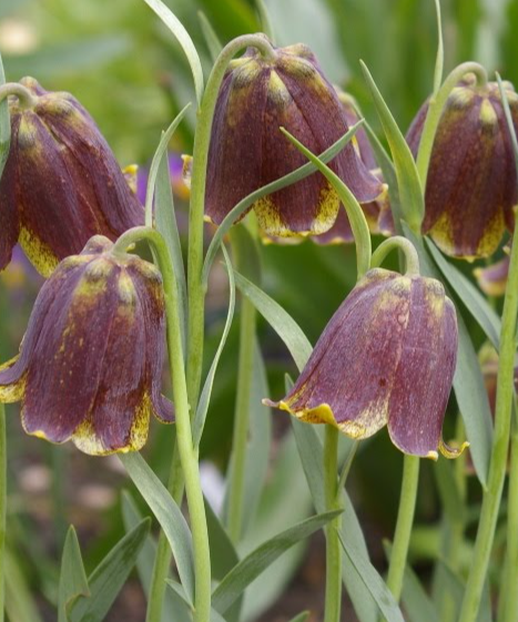 Fritillaria pyrenaica 5 Bulbs