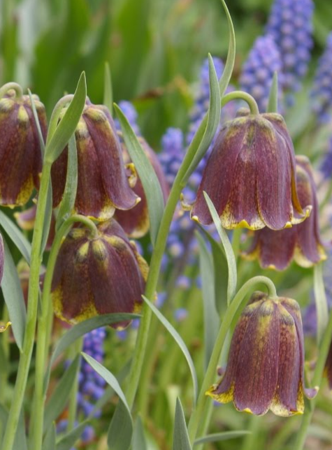 Fritillaria pyrenaica 5 Bulbs