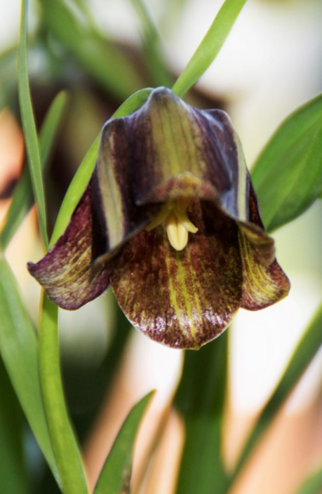 Fritillaria olivieri 5 Bulbs
