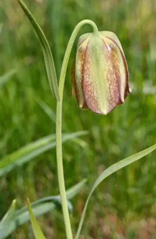 Fritillaria olivieri 5 Bulbs
