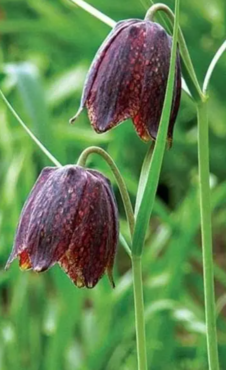 Fritillaria montana 5 Bulbs