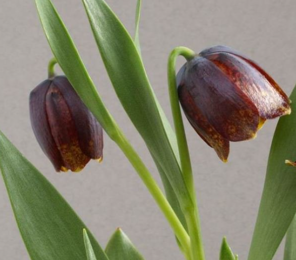 Fritillaria montana 5 Bulbs