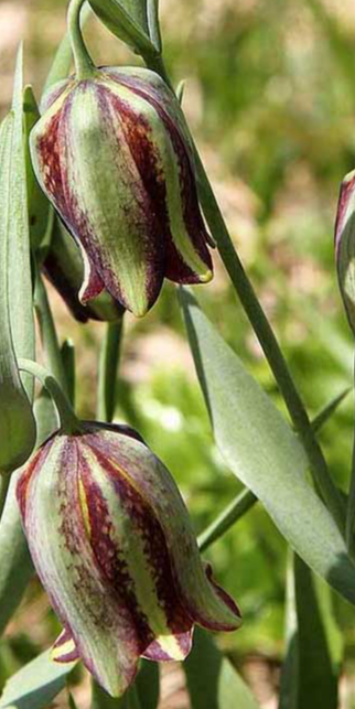 Fritillaria mutabilis 5 Bulbs