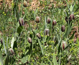 Fritillaria mutabilis 5 Bulbs