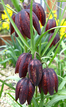 Fritillaria nigra 5 Bulbs