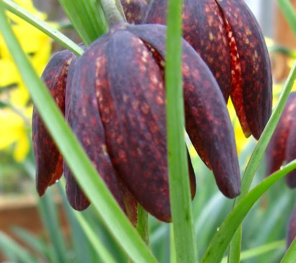 Fritillaria nigra 5 Bulbs