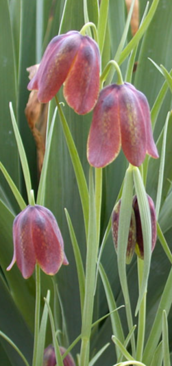 Fritillaria messanensis gracilis 5 Bulbs