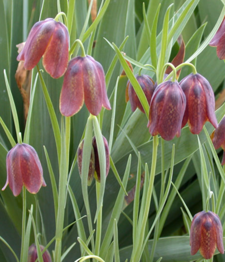 Fritillaria messanensis gracilis 5 Bulbs
