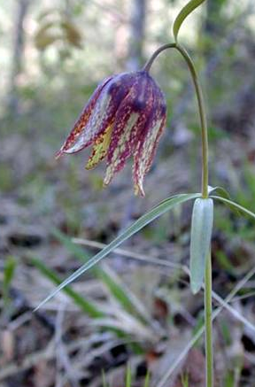 Fritillaria maximowiczii 5 Bulbs