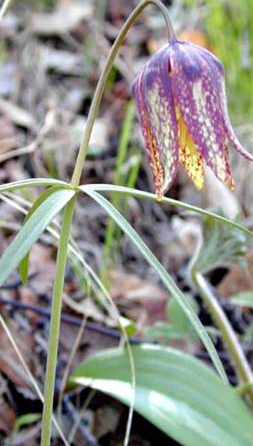Fritillaria maximowiczii 5 Bulbs