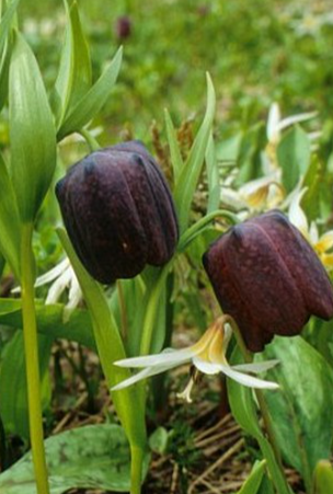 Fritillaria latifolia 5 Bulbs