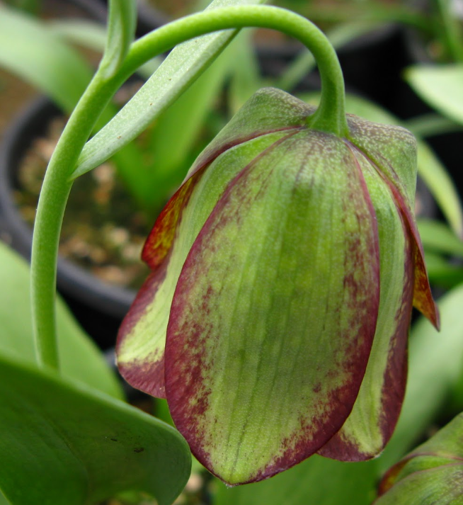 Fritillaria kotschyana 5 Bulbs