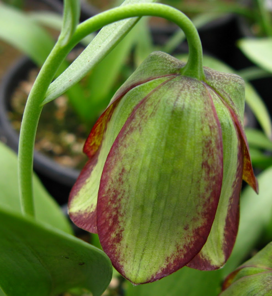 Fritillaria kotschyana 5 Bulbs