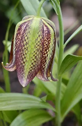 Fritillaria kotschyana 5 Bulbs