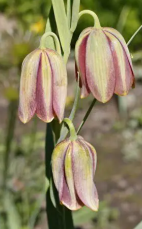 Fritillaria gussichiae 5 Bulbs