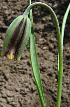 Fritillaria elwesii 5 Bulbs