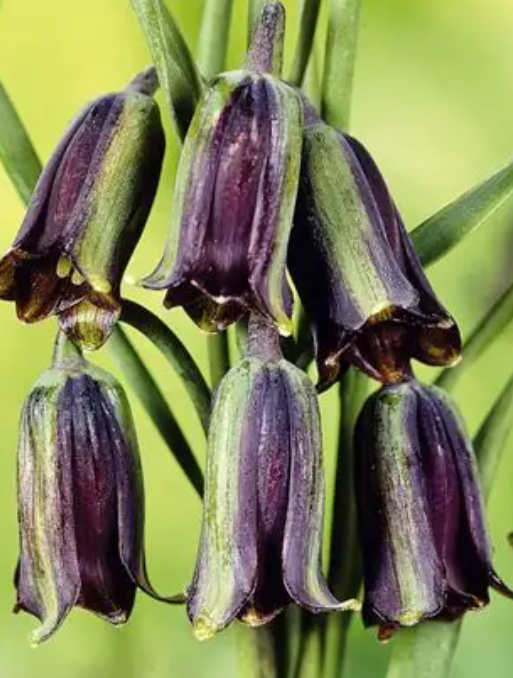 Fritillaria elwesii 5 Bulbs