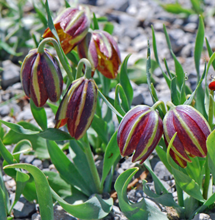Fritillaria graeca 5 Bulbs