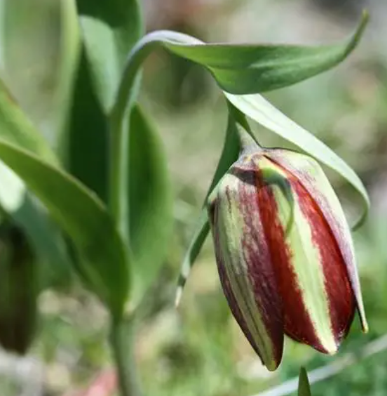 Fritillaria graeca 5 Bulbs