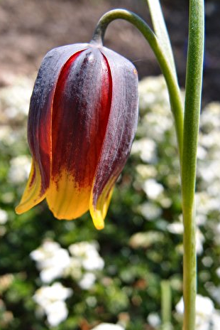 Fritillaria reuteri 5 Bulbs