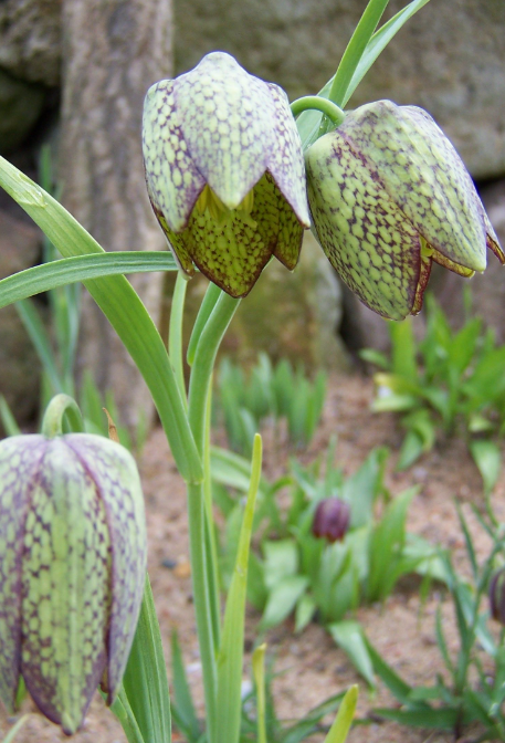 Fritillaria whittallii 5 Bulbs