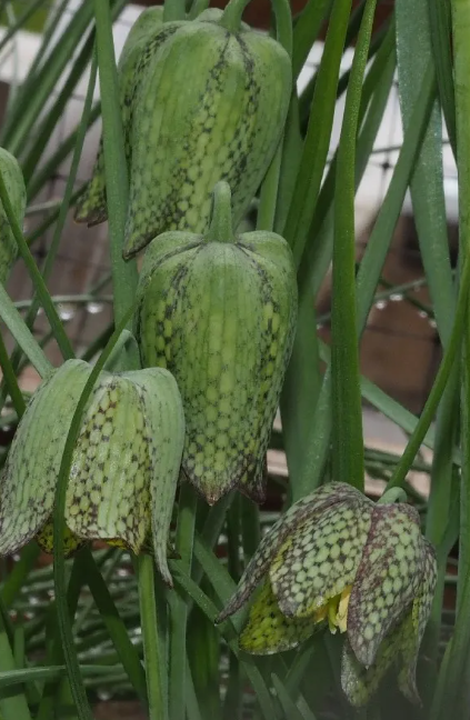 Fritillaria whittallii 5 Bulbs