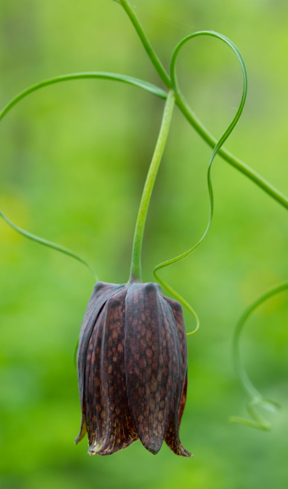 Fritillaria ussuriensis 5 Bulbs