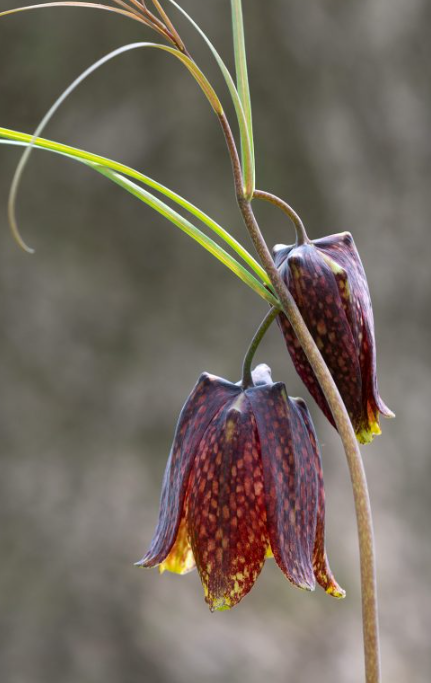 Fritillaria ussuriensis 5 Bulbs