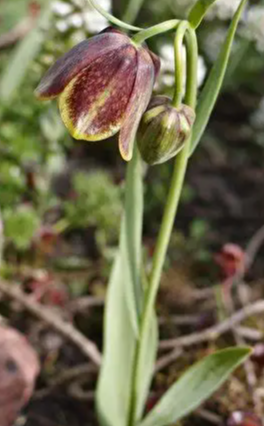 Fritillaria rhodocanakis argolica 5 Bulbs