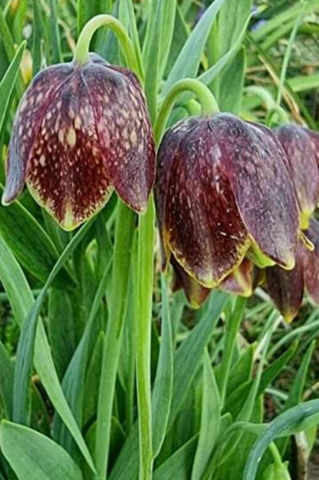 Fritillaria rhodocanakis argolica 5 Bulbs