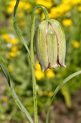 Fritillaria sororum 5 Bulbs