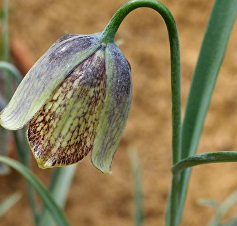 Fritillaria sororum 5 Bulbs
