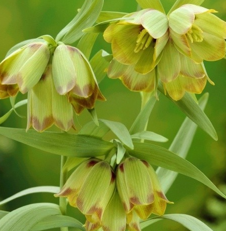 Fritillaria pontica 5 Bulbs