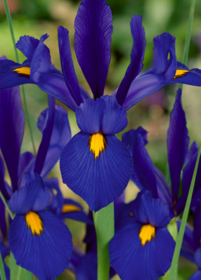 Dutch Iris Blue Pearl ( Iris Hollandia ) 5 Bulbs