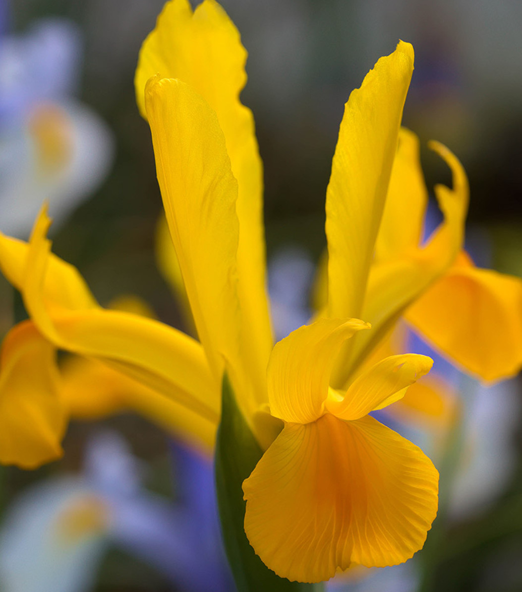 Dutch Iris Mickey Gold ( Iris Hollandia ) 5 Bulbs