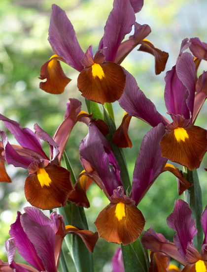 Dutch Iris Red Ember ( Iris Hollandia ) 5 Bulbs