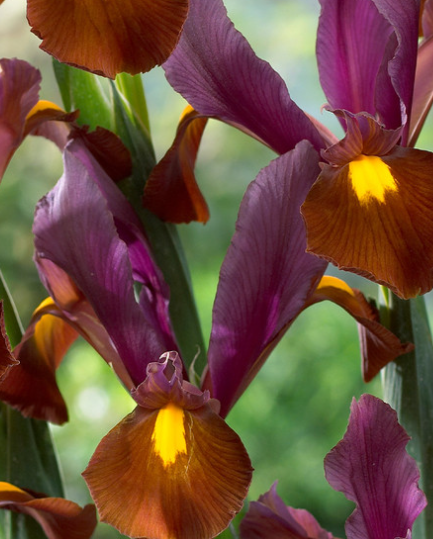 Dutch Iris Red Ember ( Iris Hollandia ) 5 Bulbs