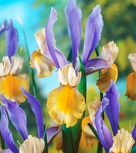 Dutch Iris Miss Saigon ( Iris Hollandia ) 5 Bulbs